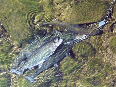 Brook Trout on stringer in the Pequannock River in Butler, New Jersey