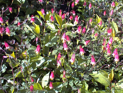 Twinflowers on the summit of Bearfort Mountain in West Milford, New Jersey