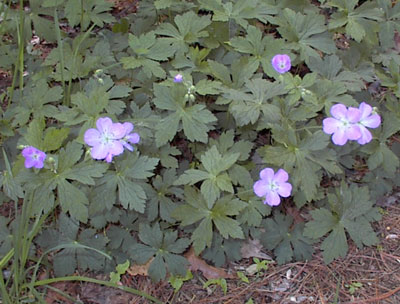 Wild Geraniums found in the valley between Bearfort Mountain and Kanhouse Mountain in West Milford, New Jersey.