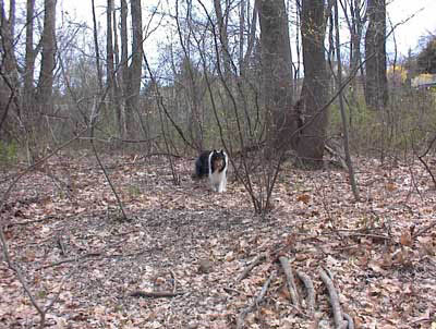 Woodlands on the banls of the Pequannock River in Butler, New Jersey