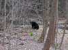 Black Bear