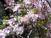 Dogwood Flowers