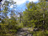 Fire Tower West trail on Bearfort Mountain in West Milford, New Jersey