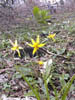 Trout Lilies along the Rampao River in West Milford