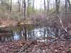 Interstitial pond on Highlands trail in West Milford