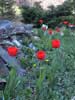 Red tulips in household graden