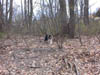 Woodlands along teh Pequannock River in Butler, New Jersey