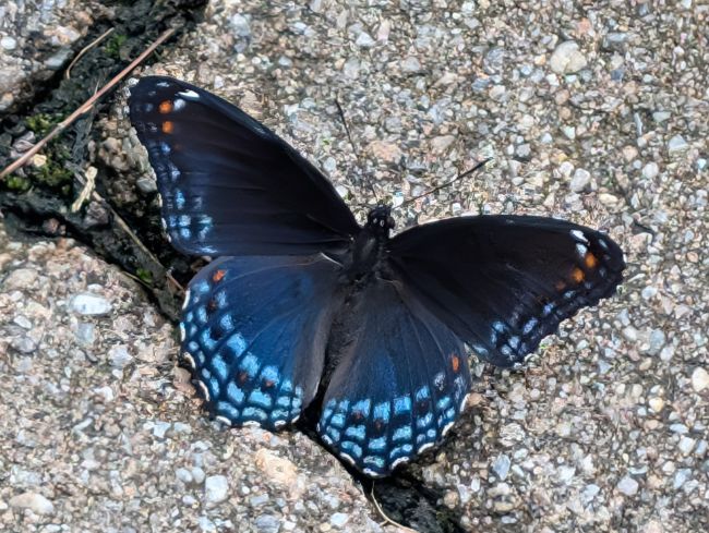 Red-spotted Purple butterfly