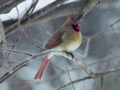 Female Northern Cardinal