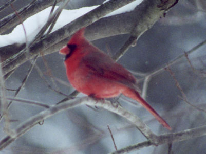 Male Northern Cardinal