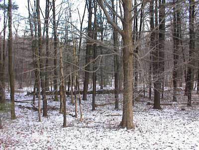 Woodlands in West Milford, New Jersey