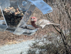 house finch at
                                          birdfeeder